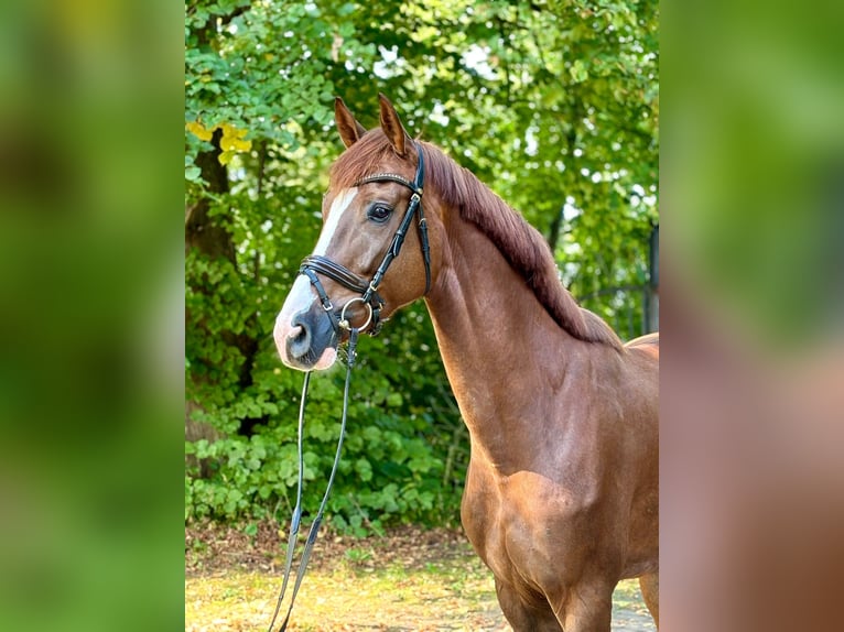 Caballo de salto Oldenburgo Caballo castrado 4 años 174 cm Alazán in Heiligenstedten