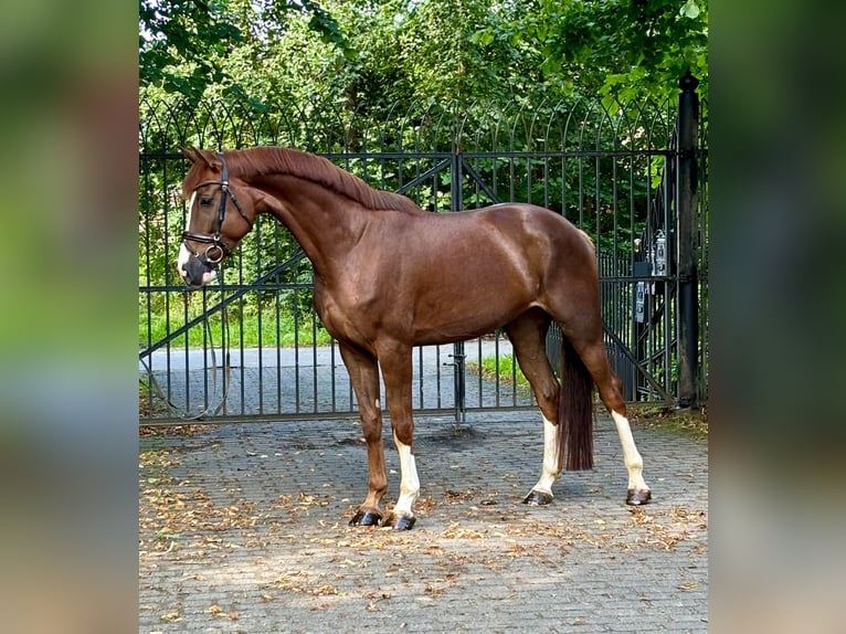 Caballo de salto Oldenburgo Caballo castrado 4 años 174 cm Alazán in Heiligenstedten