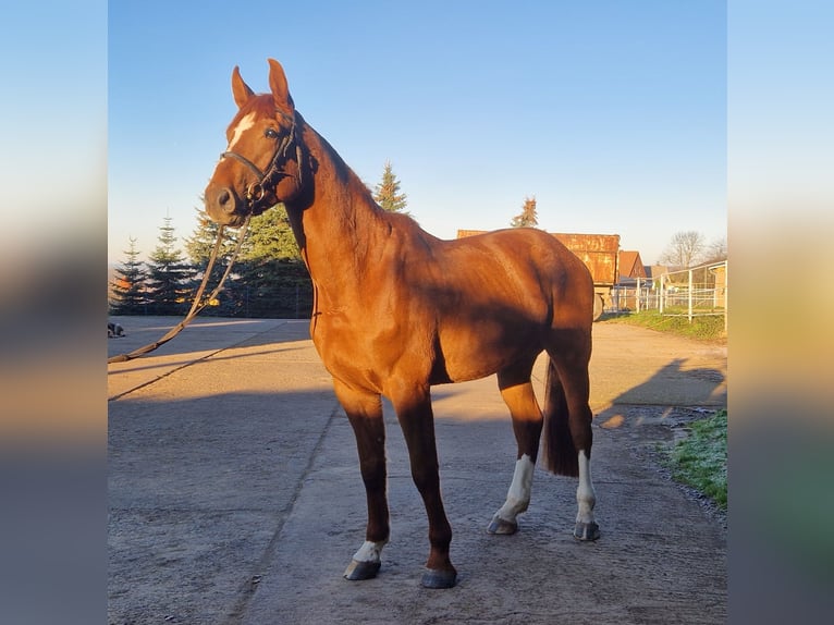 Caballo de salto Oldenburgo Caballo castrado 4 años 174 cm Alazán-tostado in Wohlmirstedt