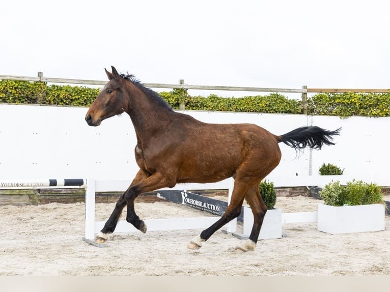 Caballo de salto Oldenburgo Caballo castrado 4 años 175 cm Castaño in Waddinxveen