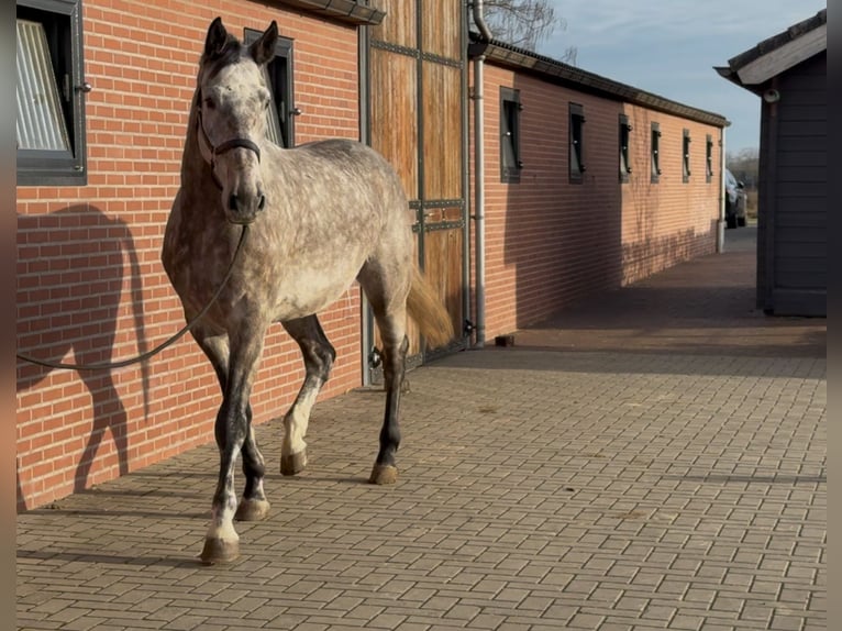 Caballo de salto Oldenburgo Caballo castrado 4 años 177 cm Tordo in Zieuwent