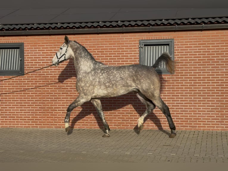 Caballo de salto Oldenburgo Caballo castrado 4 años 177 cm Tordo in Zieuwent
