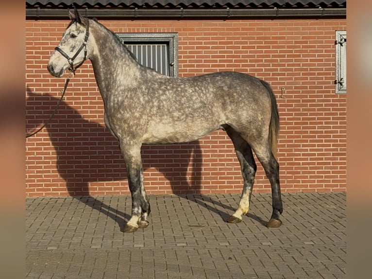 Caballo de salto Oldenburgo Caballo castrado 4 años 177 cm Tordo in Zieuwent