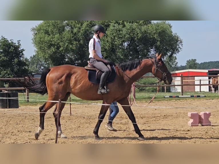 Caballo de salto Oldenburgo Caballo castrado 4 años 179 cm Castaño in Groß Roge