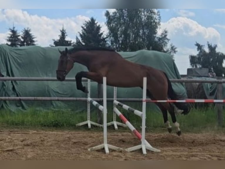 Caballo de salto Oldenburgo Caballo castrado 4 años 179 cm Castaño in Groß Roge