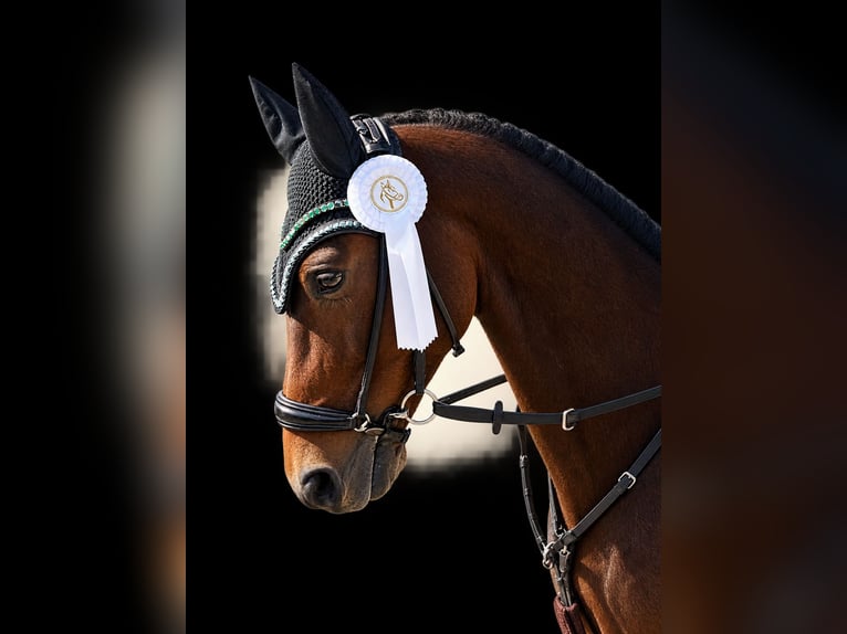 Caballo de salto Oldenburgo Caballo castrado 5 años 160 cm Castaño in Oberursel