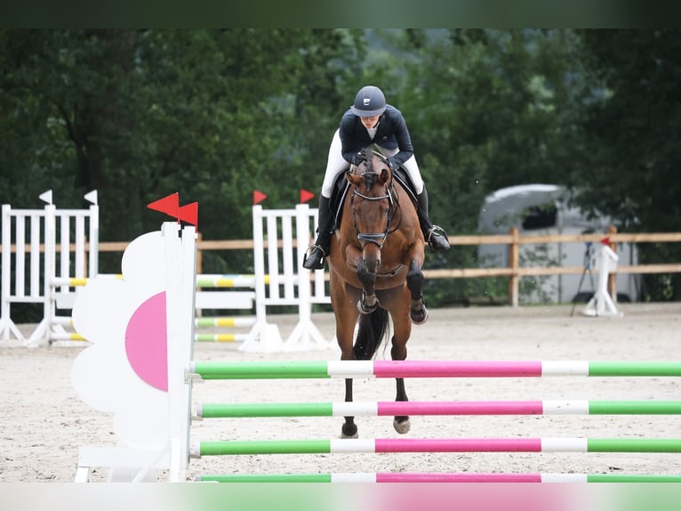 Caballo de salto Oldenburgo Caballo castrado 5 años 160 cm Castaño in Wedemark