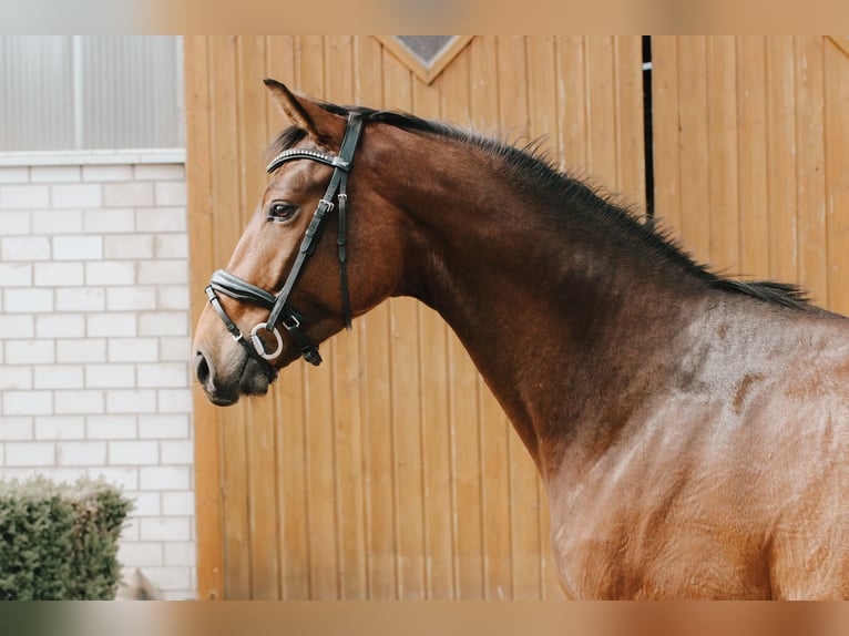 Caballo de salto Oldenburgo Caballo castrado 5 años 160 cm Castaño in Wedemark