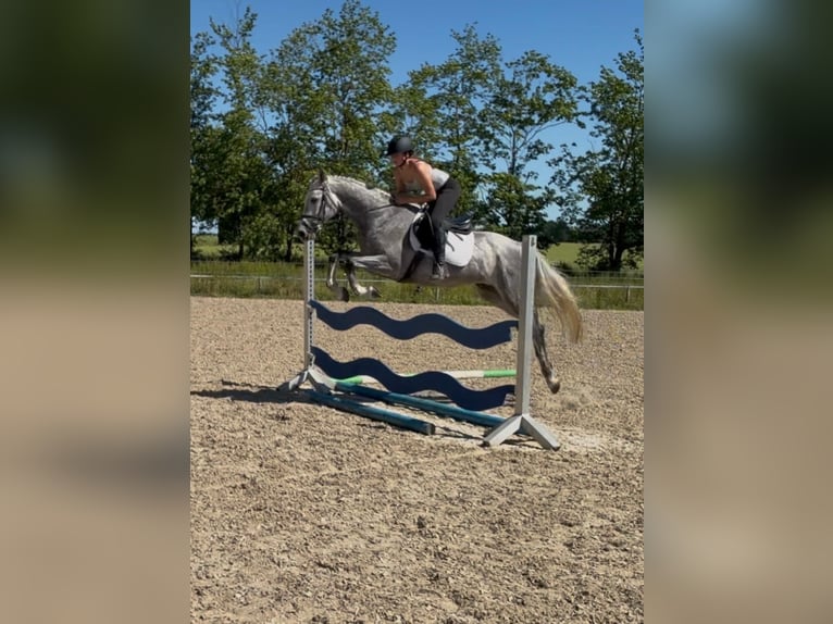 Caballo de salto Oldenburgo Caballo castrado 5 años 160 cm  in Papenhagen