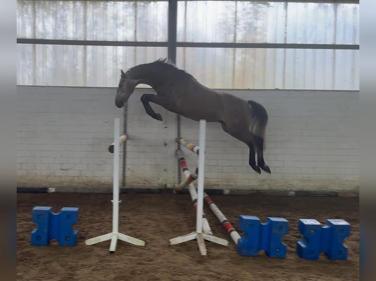 Caballo de salto Oldenburgo Caballo castrado 5 años 160 cm Musgo marrón in Molbergen