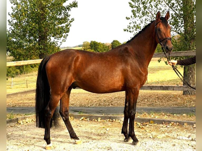 Caballo de salto Oldenburgo Caballo castrado 5 años 163 cm Castaño in Bad Dürrheim