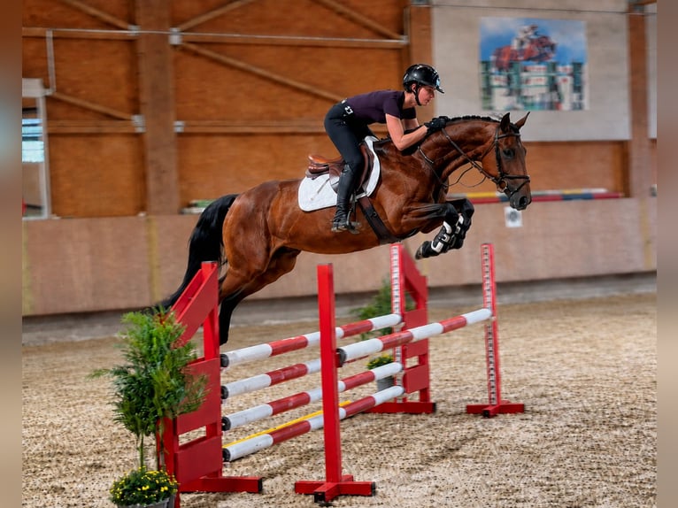 Caballo de salto Oldenburgo Caballo castrado 5 años 163 cm Castaño in Bad Dürrheim