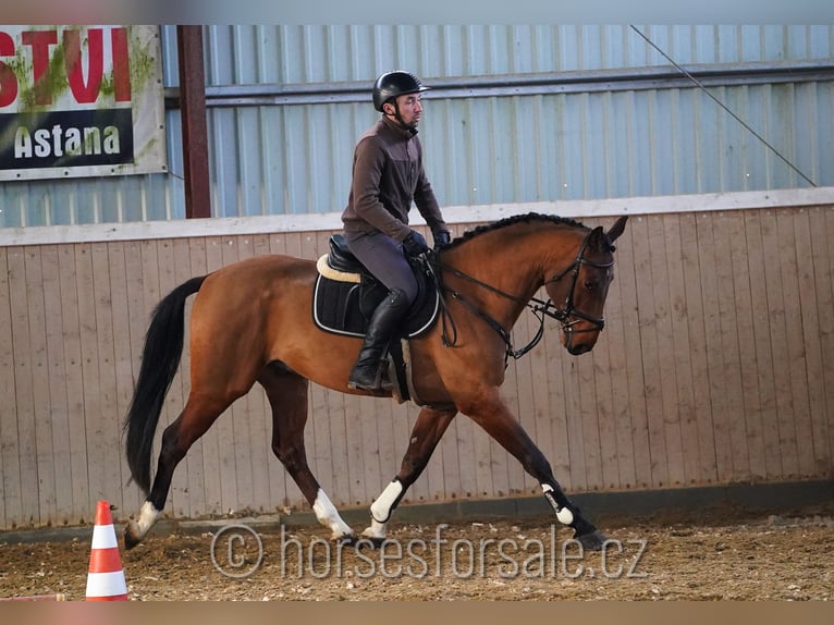 Caballo de salto Oldenburgo Caballo castrado 5 años 163 cm Castaño in Ceske Budejovice