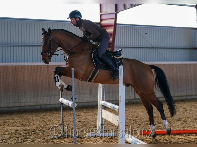 Caballo de salto Oldenburgo Caballo castrado 5 años 163 cm Castaño in Ceske Budejovice