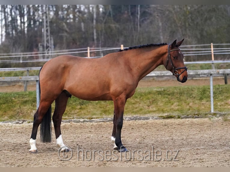 Caballo de salto Oldenburgo Caballo castrado 5 años 163 cm Castaño in Ceske Budejovice