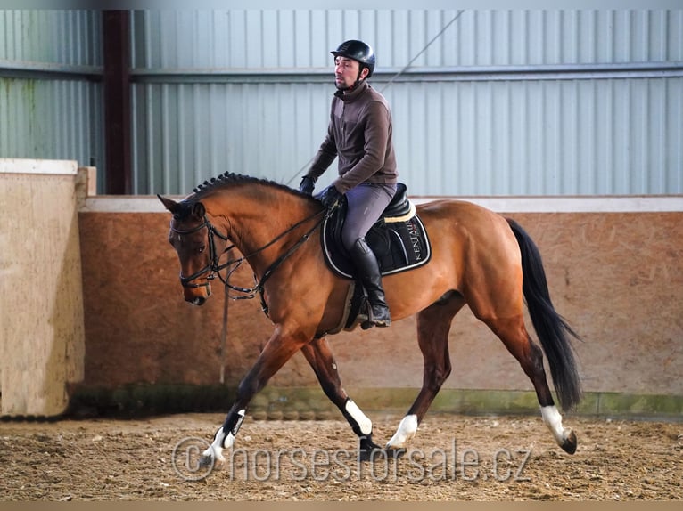 Caballo de salto Oldenburgo Caballo castrado 5 años 163 cm Castaño in Ceske Budejovice