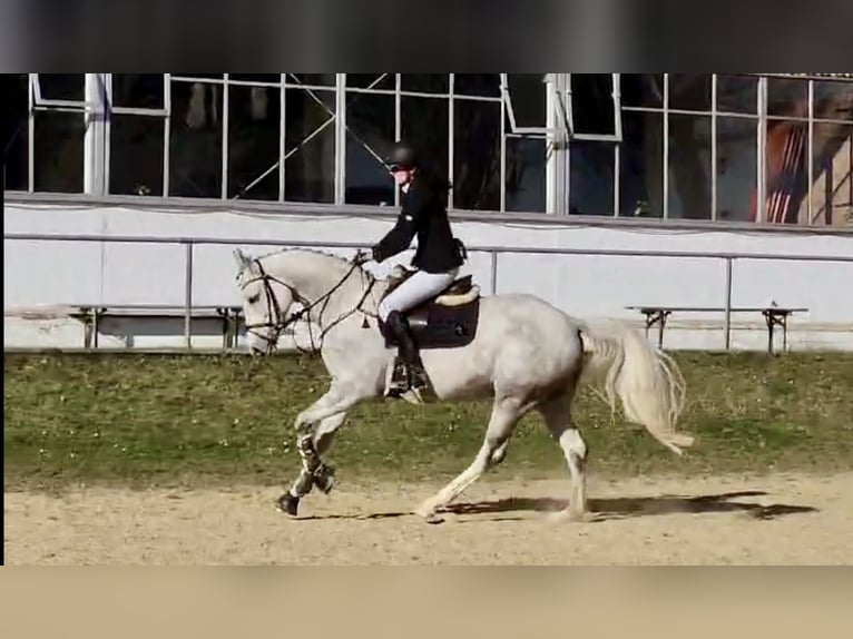 Caballo de salto Oldenburgo Caballo castrado 5 años 163 cm Tordo in Furth