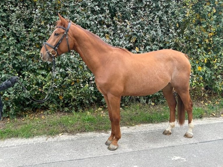 Caballo de salto Oldenburgo Caballo castrado 5 años 164 cm Alazán in Eschbach