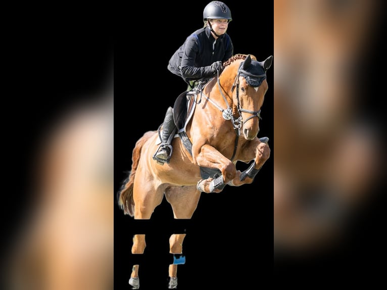 Caballo de salto Oldenburgo Caballo castrado 5 años 164 cm Alazán in Eschbach