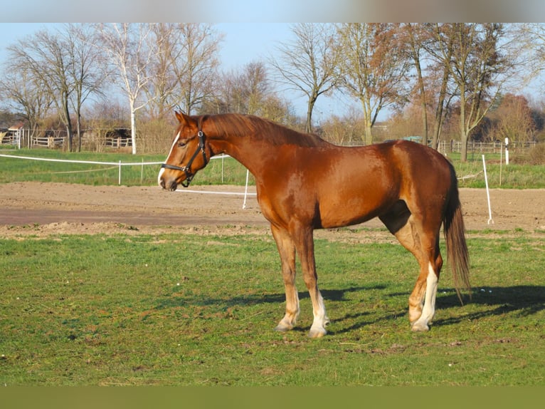 Caballo de salto Oldenburgo Caballo castrado 5 años 165 cm Alazán in Weiterstadt