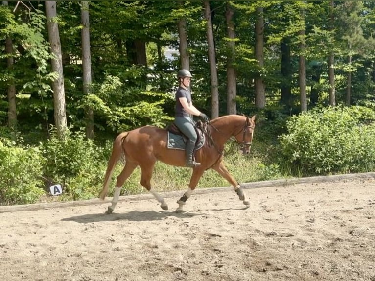 Caballo de salto Oldenburgo Caballo castrado 5 años 165 cm Alazán in Pelmberg