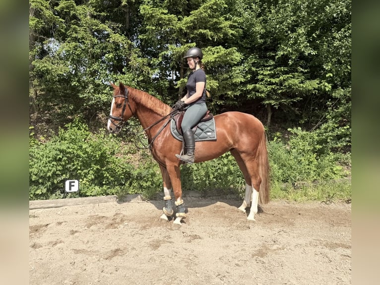 Caballo de salto Oldenburgo Caballo castrado 5 años 165 cm Alazán in Pelmberg