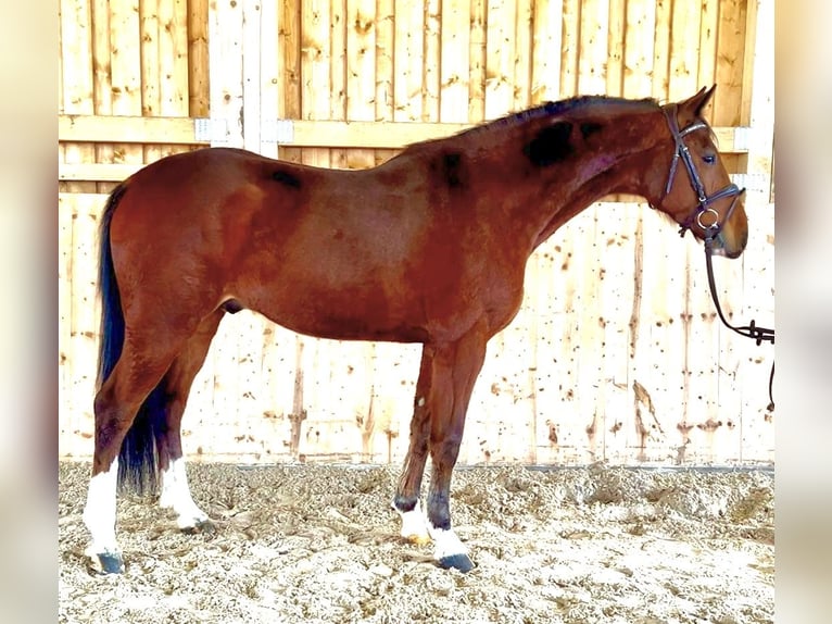 Caballo de salto Oldenburgo Caballo castrado 5 años 166 cm Castaño in Meinerzhagen