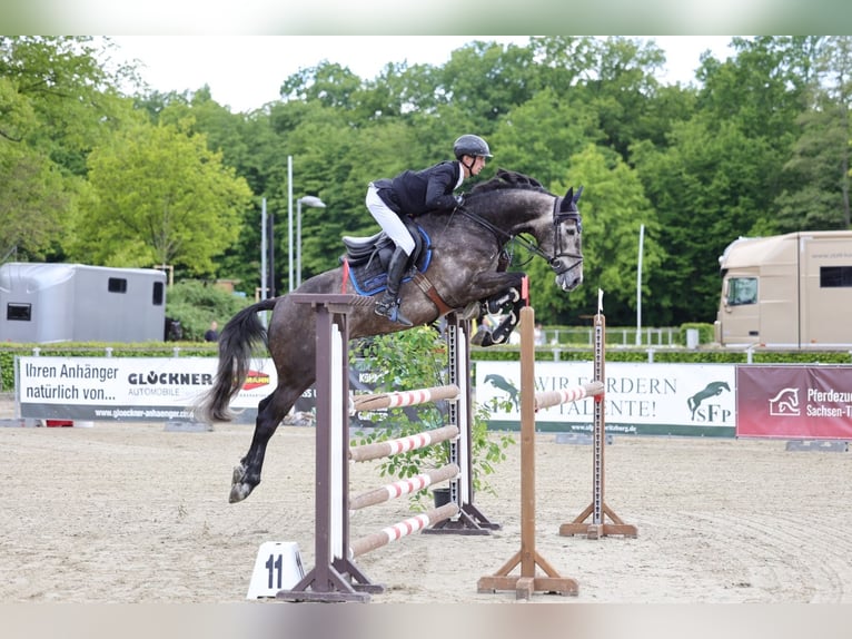 Caballo de salto Oldenburgo Caballo castrado 5 años 166 cm Tordo rodado in Zwickau