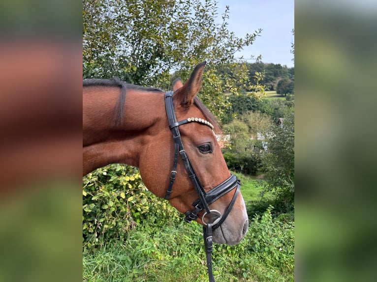 Caballo de salto Oldenburgo Caballo castrado 5 años 167 cm Castaño in Mossautal