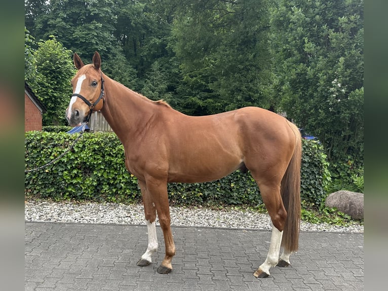 Caballo de salto Oldenburgo Caballo castrado 5 años 168 cm Alazán in Bottrop