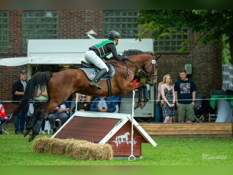 Caballo de salto Oldenburgo Caballo castrado 5 años 168 cm Castaño in Esens