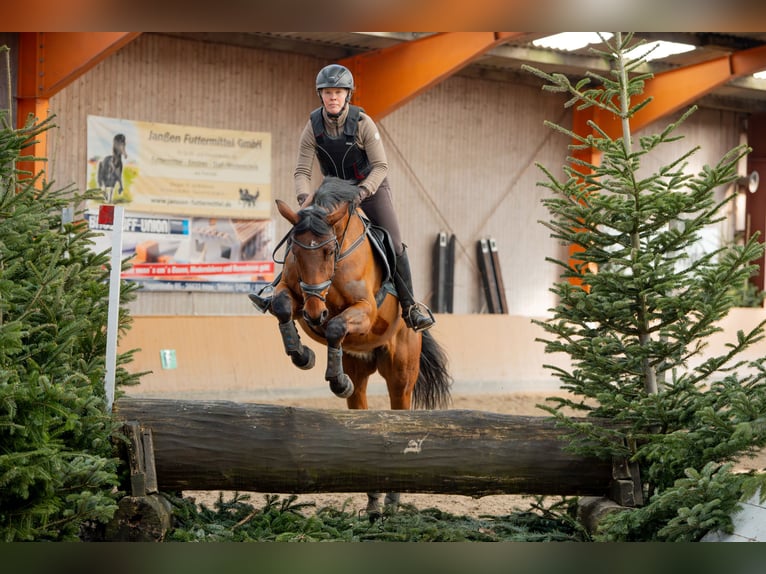 Caballo de salto Oldenburgo Caballo castrado 5 años 168 cm Castaño in Esens