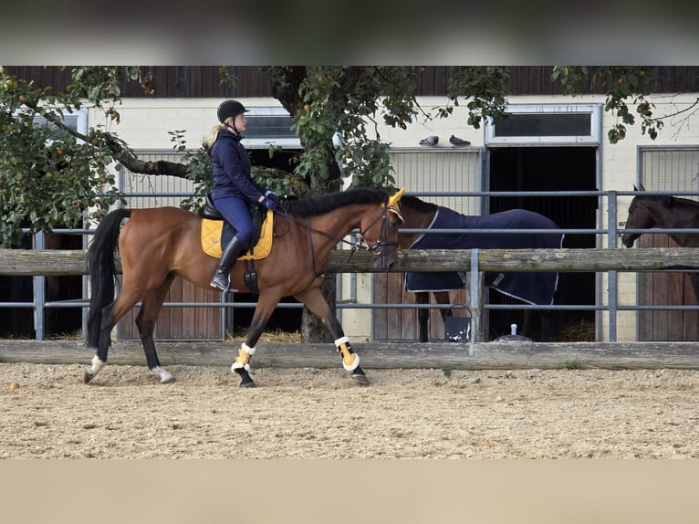 Caballo de salto Oldenburgo Caballo castrado 5 años 168 cm Castaño in Ludwigsburg