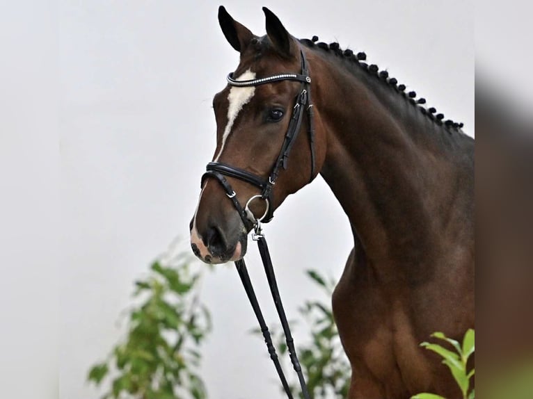 Caballo de salto Oldenburgo Caballo castrado 5 años 168 cm Castaño in GŁUBCZYN