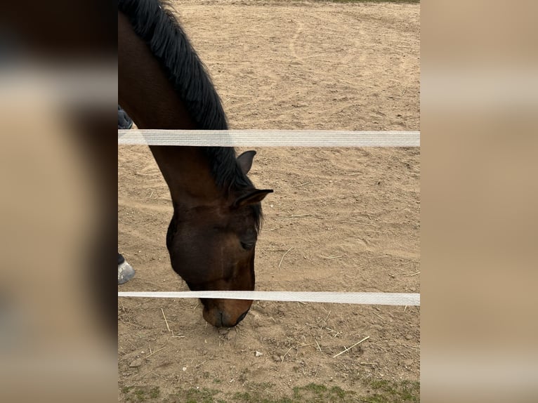 Caballo de salto Oldenburgo Caballo castrado 5 años 168 cm Castaño oscuro in Dettelbach