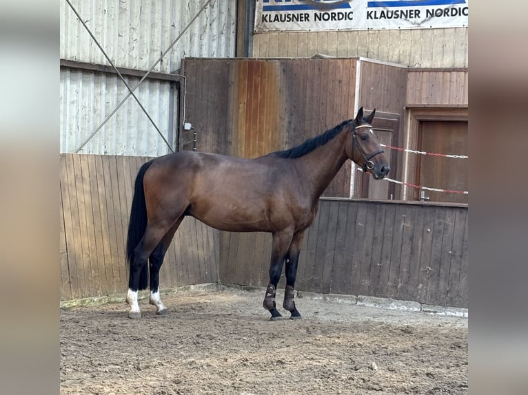 Caballo de salto Oldenburgo Caballo castrado 5 años 168 cm Castaño oscuro in LübtheenGarlitz