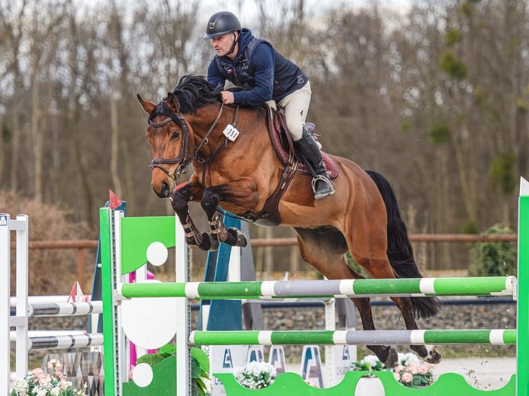 Caballo de salto Oldenburgo Caballo castrado 5 años 168 cm Castaño rojizo in Zduchvice