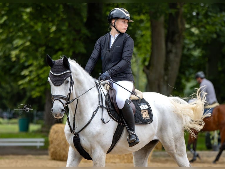 Caballo de salto Oldenburgo Caballo castrado 5 años 168 cm Tordo in Gadebusch