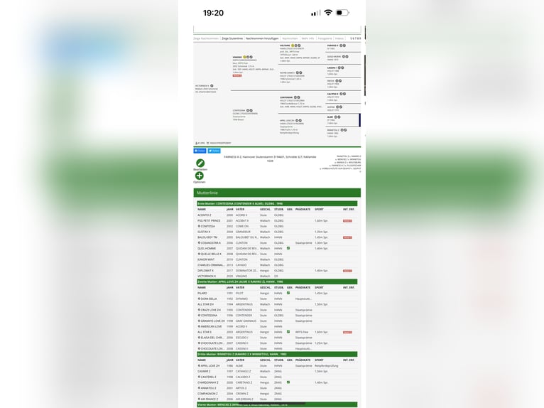 Caballo de salto Oldenburgo Caballo castrado 5 años 168 cm Tordo rodado in Willich