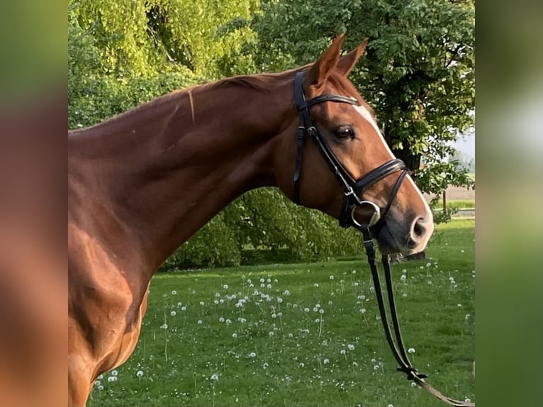 Caballo de salto Oldenburgo Caballo castrado 5 años 169 cm Alazán in Wangerland Hohenkirchen