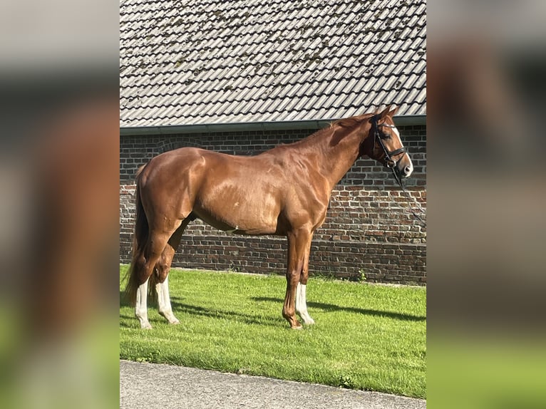 Caballo de salto Oldenburgo Caballo castrado 5 años 169 cm Alazán in Wangerland Hohenkirchen