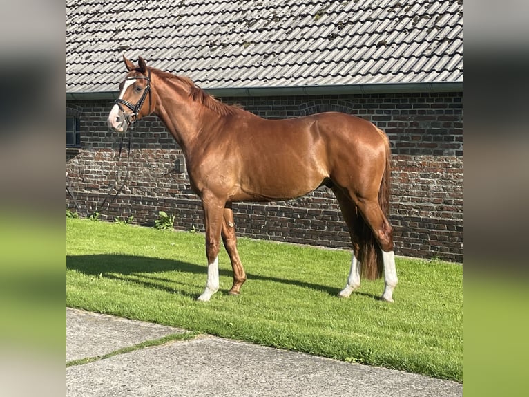 Caballo de salto Oldenburgo Caballo castrado 5 años 169 cm Alazán in Wangerland Hohenkirchen