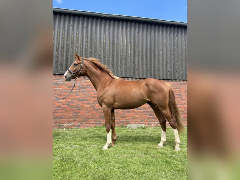 Caballo de salto Oldenburgo Caballo castrado 5 años 169 cm Alazán in Wangerland Hohenkirchen