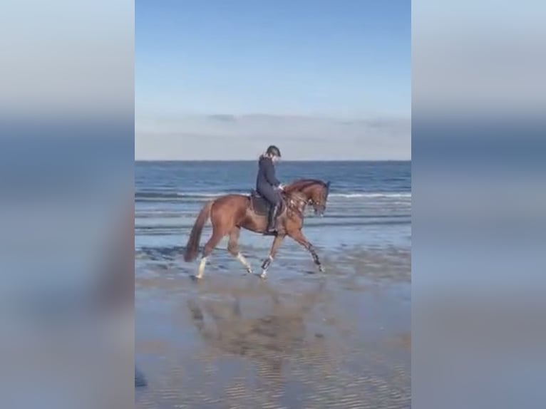 Caballo de salto Oldenburgo Caballo castrado 5 años 169 cm Alazán in Wangerland Hohenkirchen