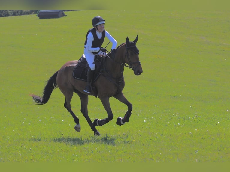 Caballo de salto Oldenburgo Caballo castrado 5 años 169 cm Castaño in Bovenau