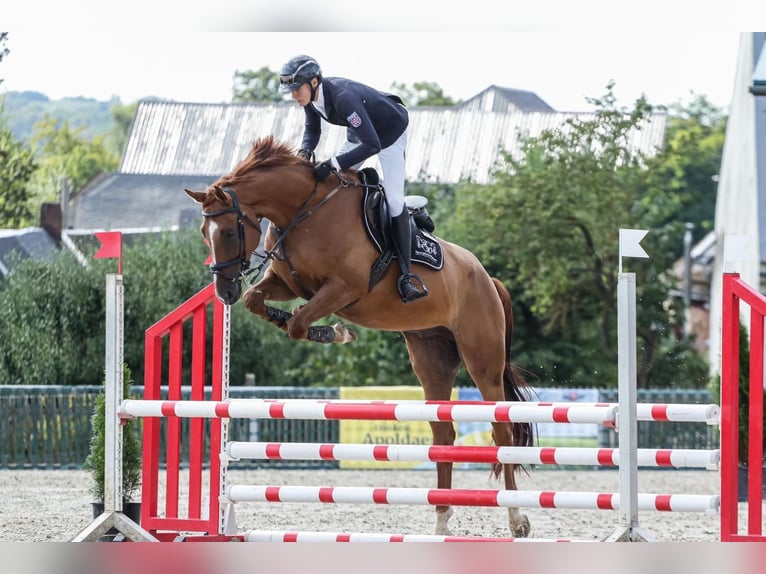 Caballo de salto Oldenburgo Caballo castrado 5 años 170 cm Alazán in Schleiz