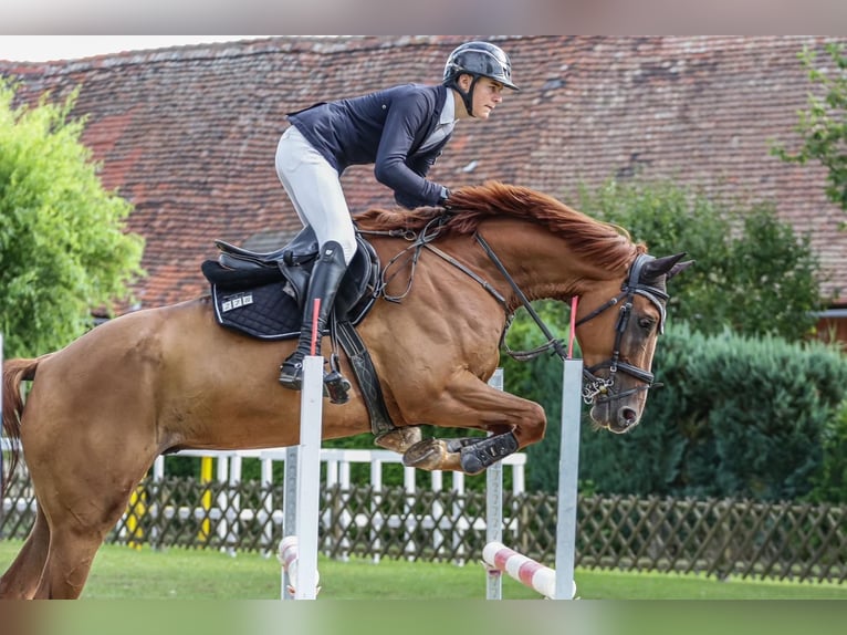 Caballo de salto Oldenburgo Caballo castrado 5 años 170 cm Alazán in Schleiz