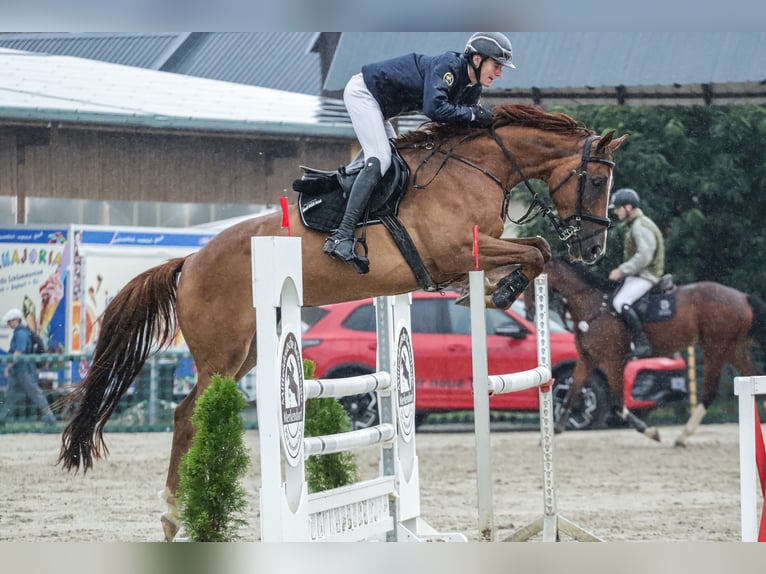 Caballo de salto Oldenburgo Caballo castrado 5 años 170 cm Alazán in Schleiz