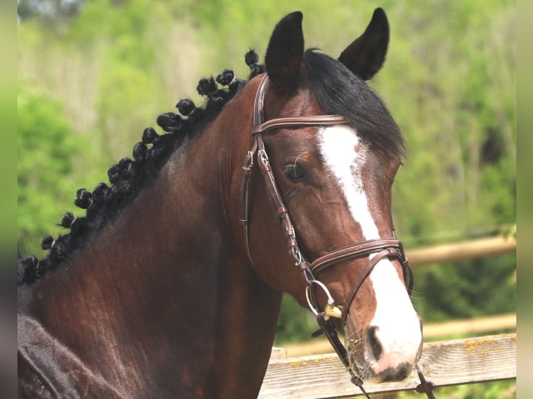 Caballo de salto Oldenburgo Caballo castrado 5 años 170 cm Castaño oscuro in Sunthausen