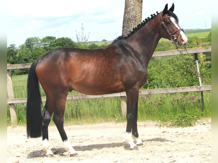 Caballo de salto Oldenburgo Caballo castrado 5 años 170 cm Castaño oscuro in Sunthausen